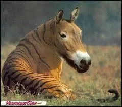 Sur cette photo, tu peux voir une tête de cheval sur un corps de tigre !