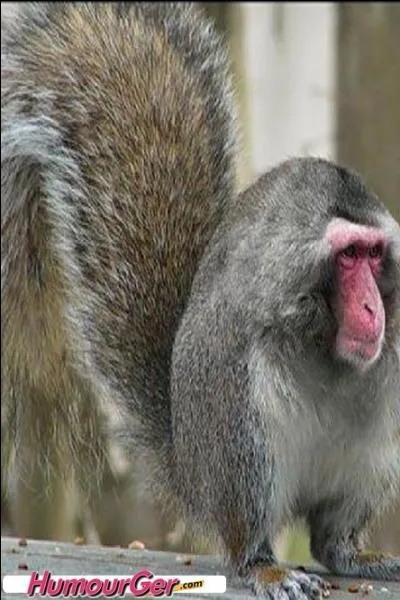 Si tu regardes la tête de cette créature, c'est un singe que l'on peut voir au Japon, le singe des neiges !