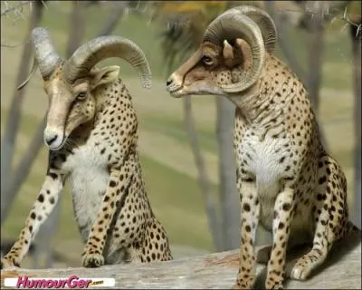 Sur cette photo, on peut voir des têtes de boucs sur des corps de panthères !
