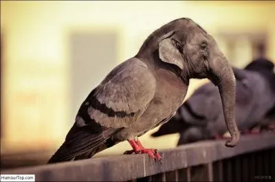Tu peux constater que l'on voit un corps de pigeon surmonté d'une tête d'éléphant d'Afrique !