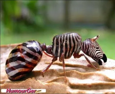 C'est un corps de fourmi, avec une tête de zèbre !