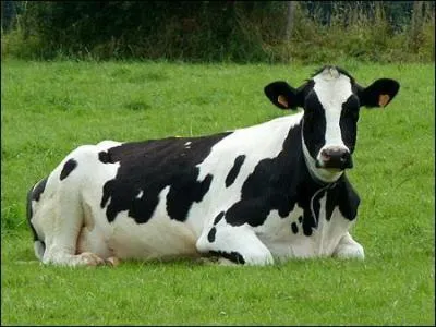 Quel est cet animal ?