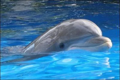 Quel est cet animal ?