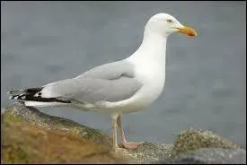 Sur la photo, on peut voir une mouette.