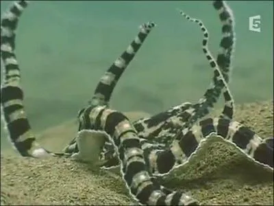 Sur cette photo, une pieuvre prend l'apparence de plusieurs serpents, c'est bien la preuve que l'on ne peut pas s'y fier et que ...