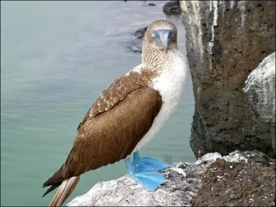 Regardez bien cet oiseau et essayez d'y voir clair !