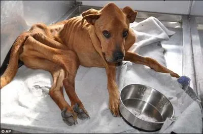 Trouvez l'expression correspondante à cette pauvre bête !