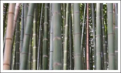 Dans 'Tomodachi Life', on vit...