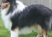 Quiz Connaissez-vous vraiment les races de chiens ?