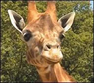 Quel est le seul parc d'attraction franais proposant un espace animalier  l'intrieur de son parc ?