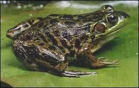 Quel animal est représenté sur la photo ?