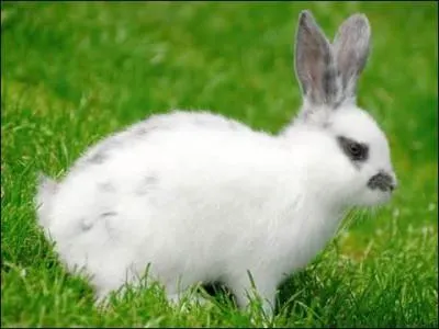 Comment s'appelle cet animal ?