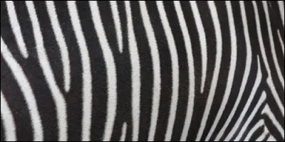 L'animal au pelage rayé est :