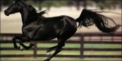 L'allure la plus rapide du cheval, c'est :