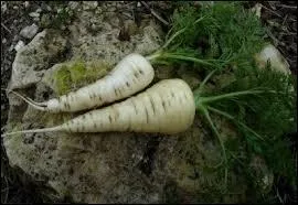 Dans la famille Carotène, je demande la tendre jeune plante à la chair fine.