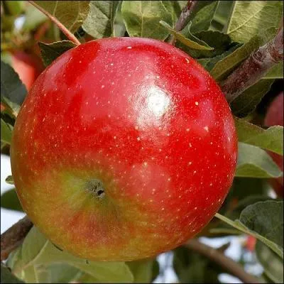 Dans la famille Pommeraie, je demande la plus coquette.