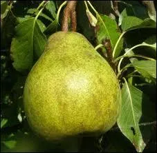 Dans la famille Poirée, je demande la plus illuminée.