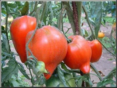 Dans la famille Tomatine, je demande la plus belle, elle est parfaite, digne des dieux.