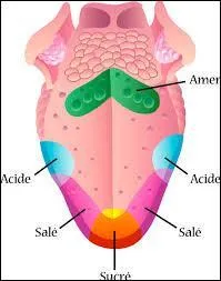 Quel sens convient à cet organe ?