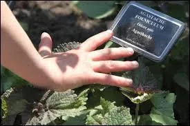 Quel sens convient à cet organe ?