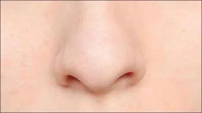 Quel sens convient à cet organe ?