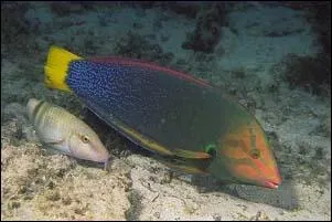 Il existe des espèces de poissons qui sont capables d'ouvrir un coquillage en le frappant sur une roche !