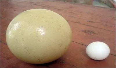 De ces trois animaux, un seul réussira à briser un oeuf d'autruche !