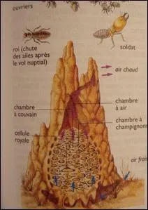 Cet animal aussi adore les termites, et il a trouvé un moyen ingénieux pour les approcher sans se faire repérer, il s'enduit le corps avec la terre de la termitière, pour cacher son odeur !