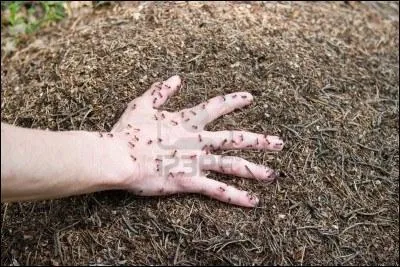 D'après vous, qu'est-ce qu'un formicophile ?