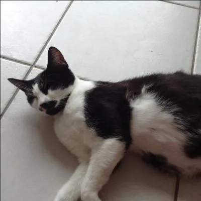 Quelle est la race de ce chat ?