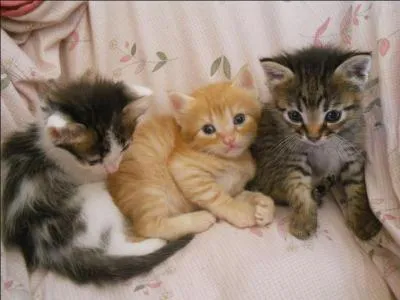 De quelle couleur seront ses chatons ?