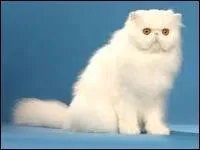 Quelle est la race de ce chat ?