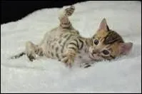 Combien de temps devons-nous attendre avant de les donner ?