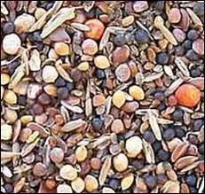 Que mange un hamster ?