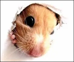 De quoi un hamster a-t-il besoin pour être heureux ?