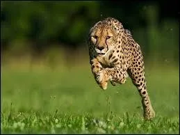 Le guépard est le bipède le plus rapide au monde.
