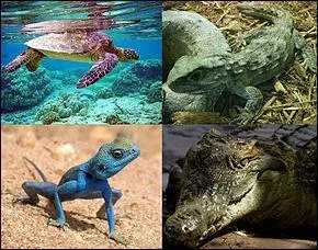 Les reptiles marins et les reptiles volants étaient des dinosaures ?