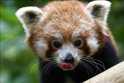 Combien mesure le panda roux (sans la queue) ?