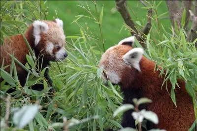 Quel est son prédateur ?