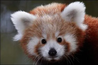 Combien pèse le mâle ?