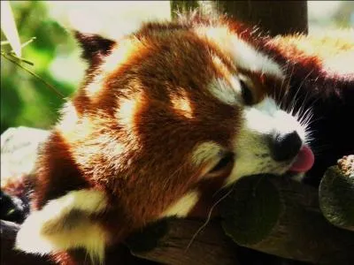 Que mange-t-il essentiellement ?