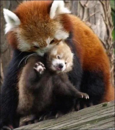 Pourquoi est-il en danger ?