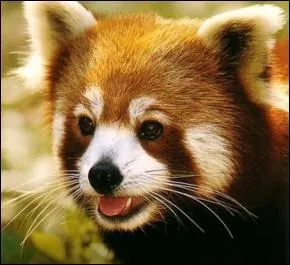 Comment dit-on panda roux en chinois ?