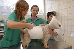 Qu'est-ce qu'un vétérinaire ?