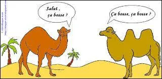 Qu'est-ce qu'un dromadaire ?