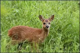 Qu'est-ce qu'un faon ?