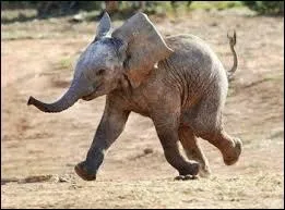 Qu'est-ce qu'un éléphanteau ?