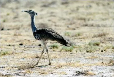Le chasseur se fâche quand l'....... lui monte au nez !