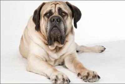 Comment s'appelle ce chien ?