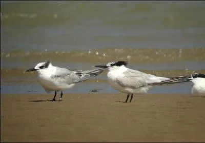 Mon nom scientifique est Sterna sandvicensis. Qui suis-je ?